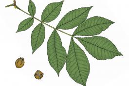 Illustration of bitternut hickory leaves and nuts.