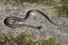 Photo of a northern red-bellied snake basking on a rock.