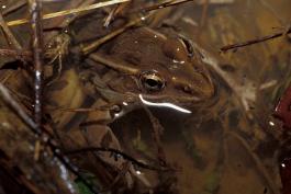 Photo of a southern leopard frog with water springtails.