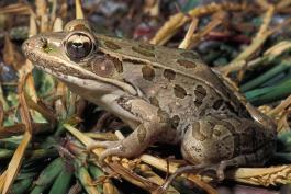 Photo of a southern leopard frog on grass.