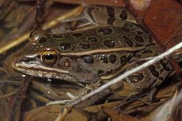Photo of a southern leopard frog at water's edge.