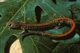 Photo of a southern red-backed salamander on an oak leaf.