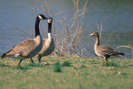 Photo of two Canada geese and a white-fronted goose standing near a lake.