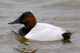 Photo of a male canvasback floating on the water.
