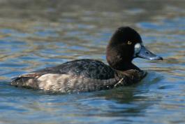 Photo of a female lesser scaup floating on water.