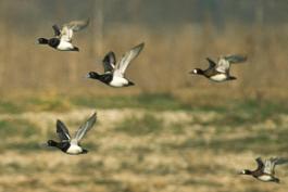 Photo of five lesser scaups flying at Eagle Bluffs Conservation Area.
