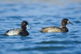Photo of a pair of lesser scaup floating on a lake.