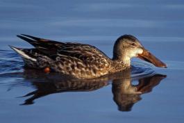 Photo of a female northern shoveler floating on water.