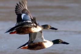 Photo of two northern shoveler males flying.