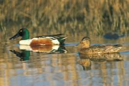 Photo of a northern shoveler pair floating on water.