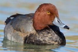 Photo of redhead drake floating on water.