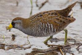 Photo of a sora seen from the side.