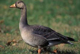 Photo of a white-fronted goose.