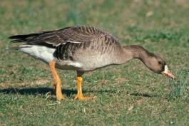 Photo of a white-fronted goose nibbling on a lawn.