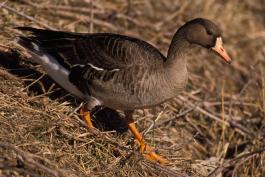 Photo of a white-fronted goose walking down a slope.