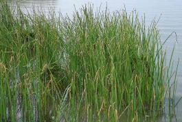 Photo of chairmaker’s rush plants growing in shallow water of a lake.