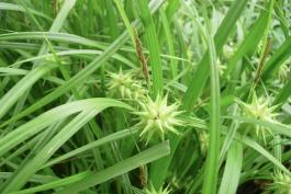 Photo of Gray’s, or globe sedge showing leaves and fruits.