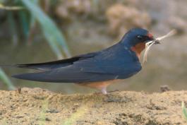 Photo of a barn swallow standing on ground holding dried grass in its bill.