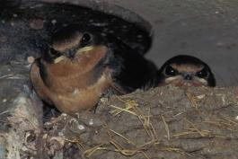 Photo of two young barn swallows looking out of their nest.