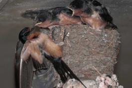 Photo of a barn swallow visiting its begging young in the nest.