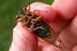 Photo of a male periodical cicada, held in a hand, showing underparts.
