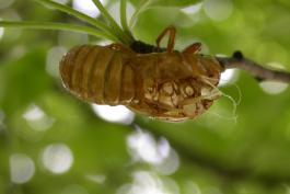 Photo of a periodical cicada molt still clinging to a tree twig.