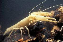 Photo of a bristly cave crayfish, viewed from the side.
