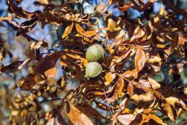 Photo of mockernut hickory fall branches with leaves and fruits.