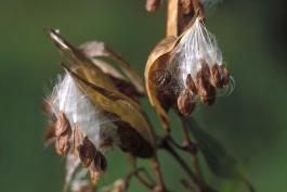 Photo of swamp milkweed, dry fruit opening to show seeds.