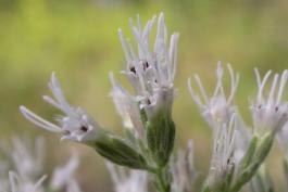 Photo of tall thoroughwort flowers closeup from side.