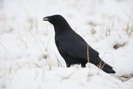 American crow foraging for food on the winter ground.