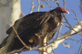 A large black bird with a bare red-skinned head and a curved beak sits in a tree.