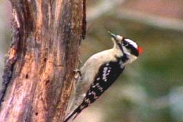 Low-res thumbnail image from hairy woodpecker video