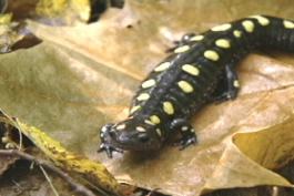 A black salamander with yellow dots sits on a leaf