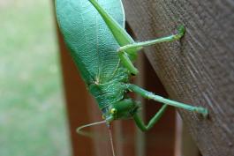 A large green katydid is perched on a deck railing. Its eyes are yellow on top and green on the bottom.