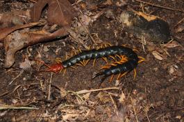 A large black centipede with yellow legs and a bright red head crawls on the forest floor.
