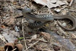 a brown snake with a white underbelly rears up as if threatened. Its brown skin blends in with leaf litter and soil. 