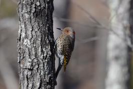 A female northern flicker is perched on the side of a tree. She lacks the characteristic black mustache of the male, but has a vivid red patch on the back of her head. 
