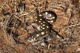 A brown salamander with yellow spots crawls through muddy ground.