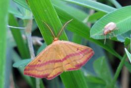 a pale yellow-orange moth with pink stripes along the bottom of the wings. There is a beetle on another leaf in the background.