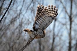 An owl in flight, its wings on the upswing. Bars of alternating brown and white are visible on the wings, body, and head.