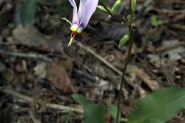 A single blossom on a shooting star. There are several other buds ready to open soon