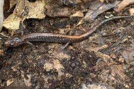 A reddish-brown salamander with an orange stripe down its back scurries across leaf litter.