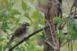 A small brown bird with yellow patches above its eyes sits on a branch in a wooded area.