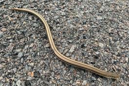A slender snakelike lizard moves across a sidewalk. 