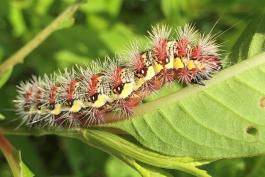 Smeared dagger moth caterpillar on a smartweed plant at Columbia Bottom Conservation Area