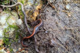 A salamander with an orange stripe down its back is curled over a twig resting on some stones