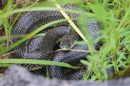 A black snake with yellow speckles is coiled in the grass