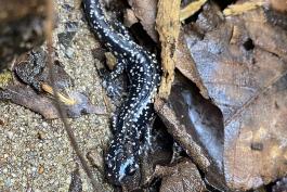 Two black salamanders with yellow spots, one large and one very small, move among some wet leaves