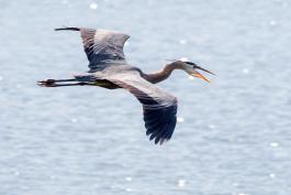 A great blue heron in flight. Its mouth is open as it calls.